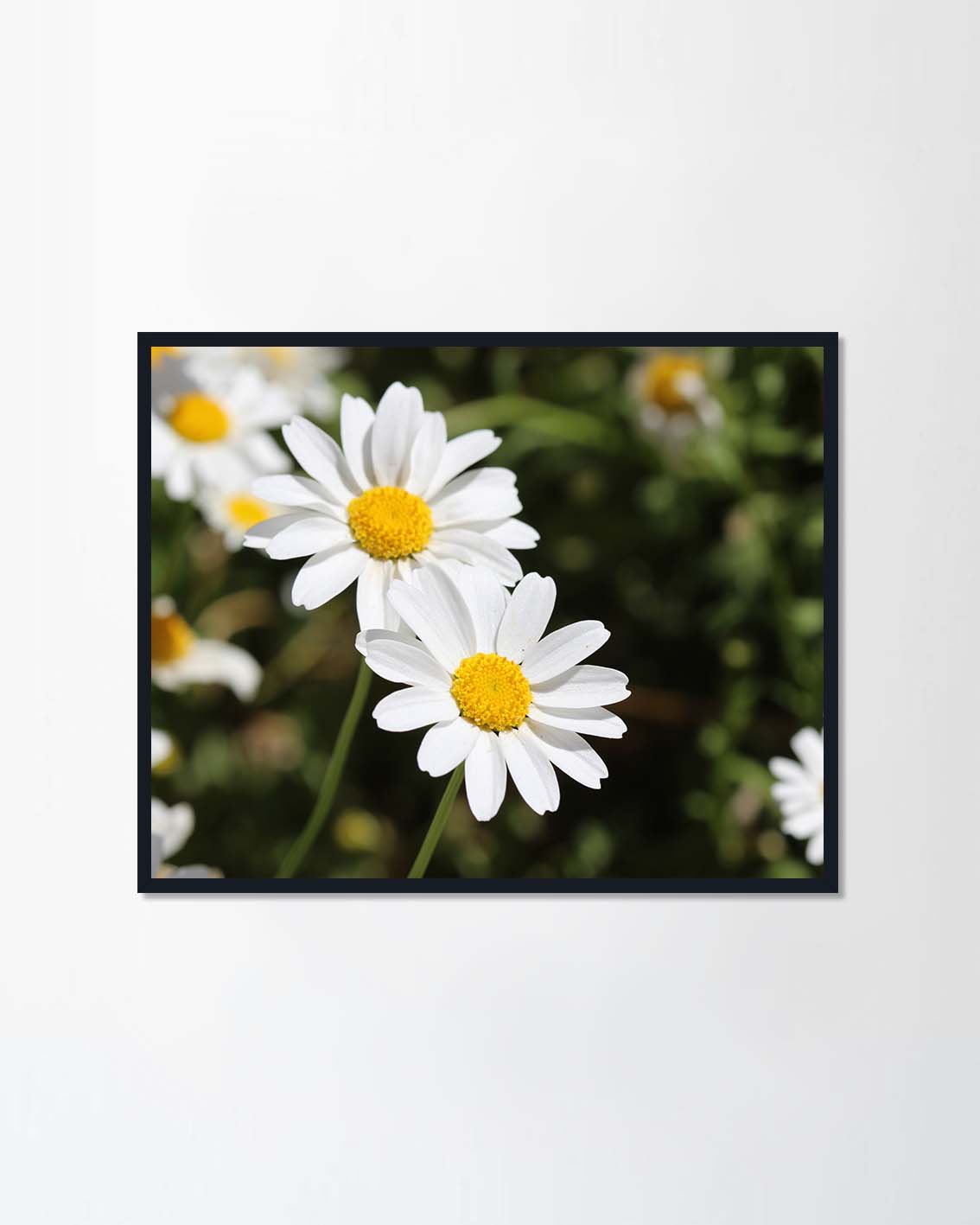 Daisy flowers