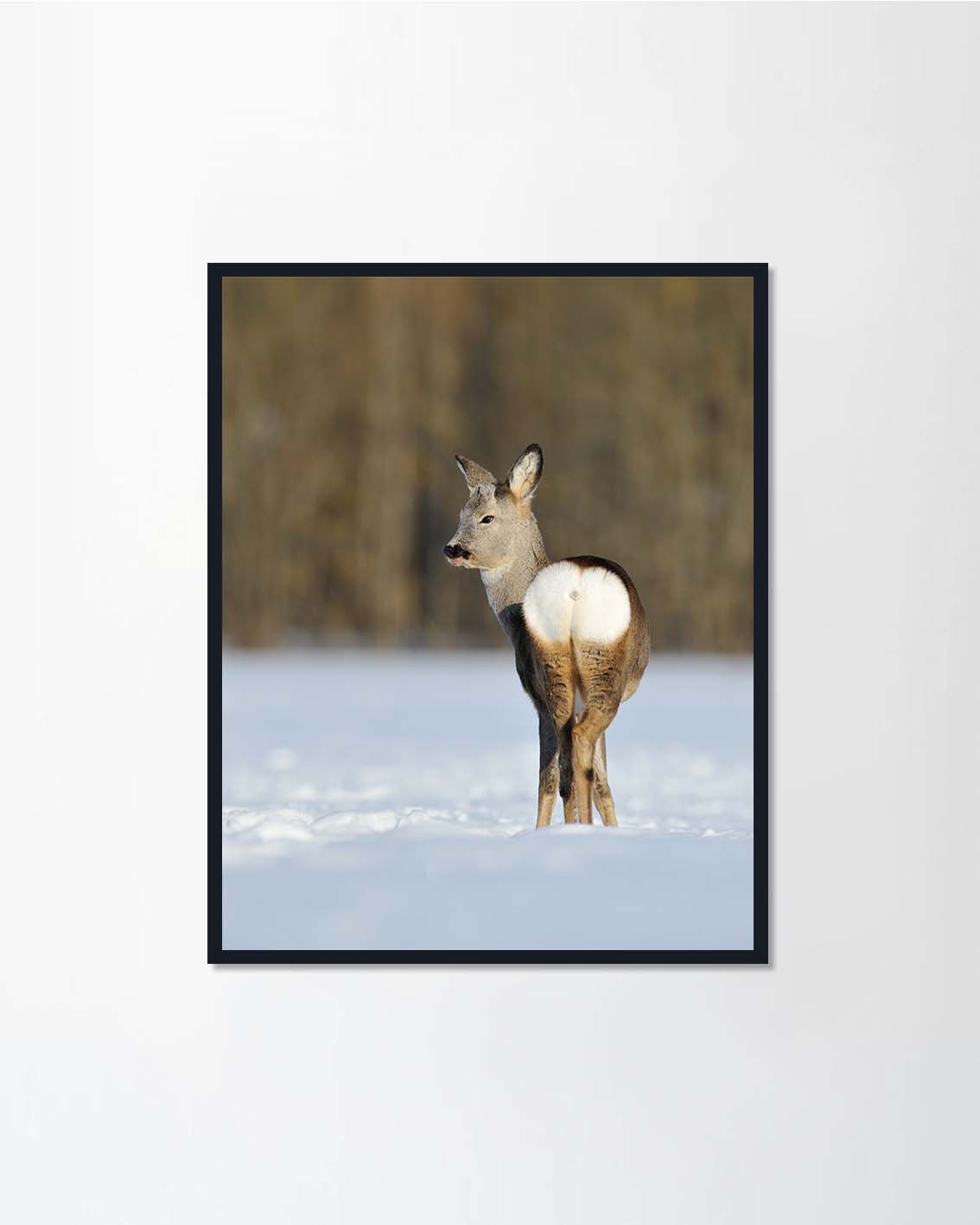 Deer on snow