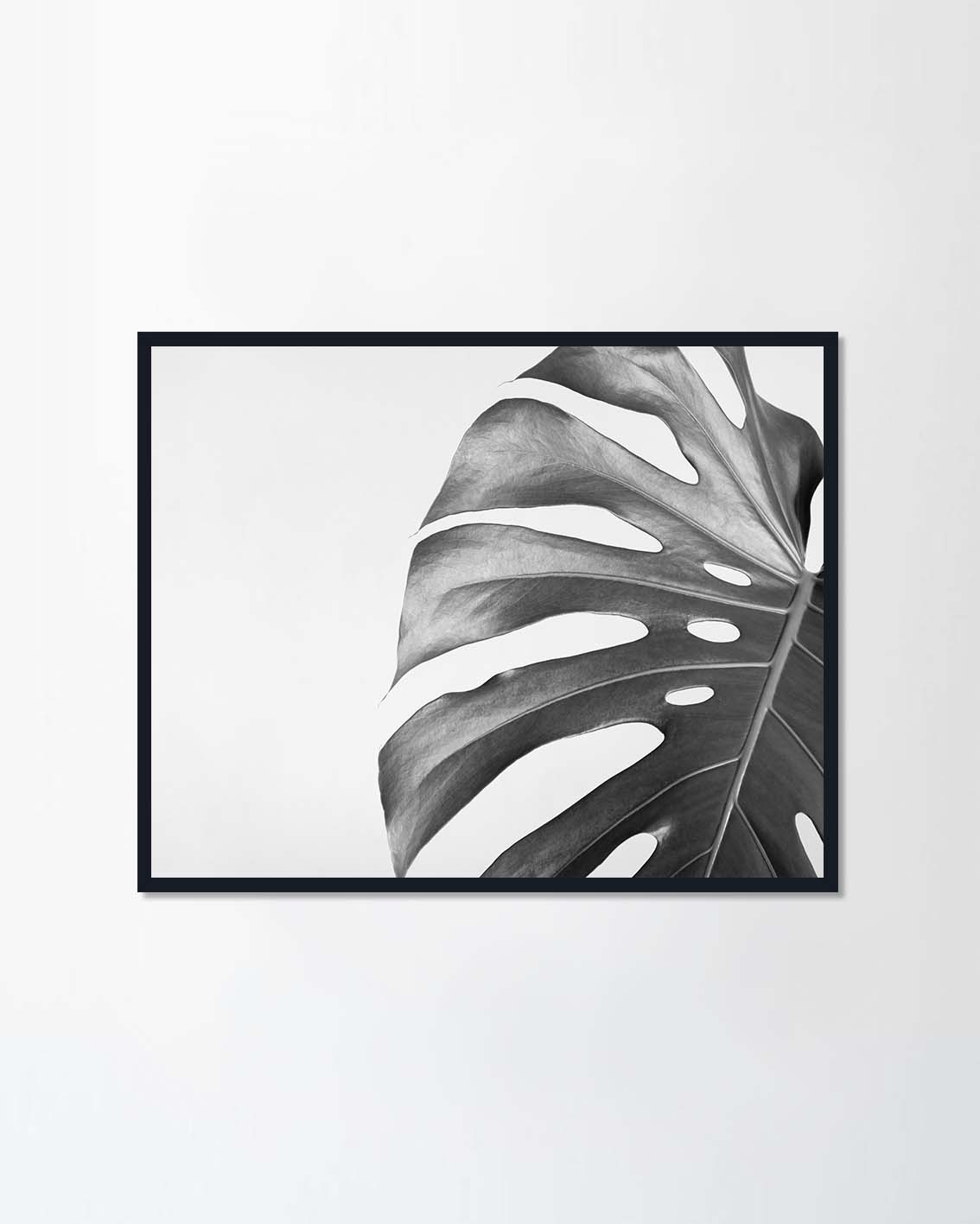 Monstera leaf
