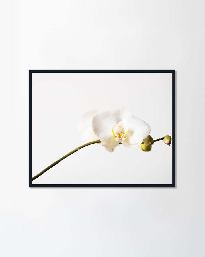White orchid flower