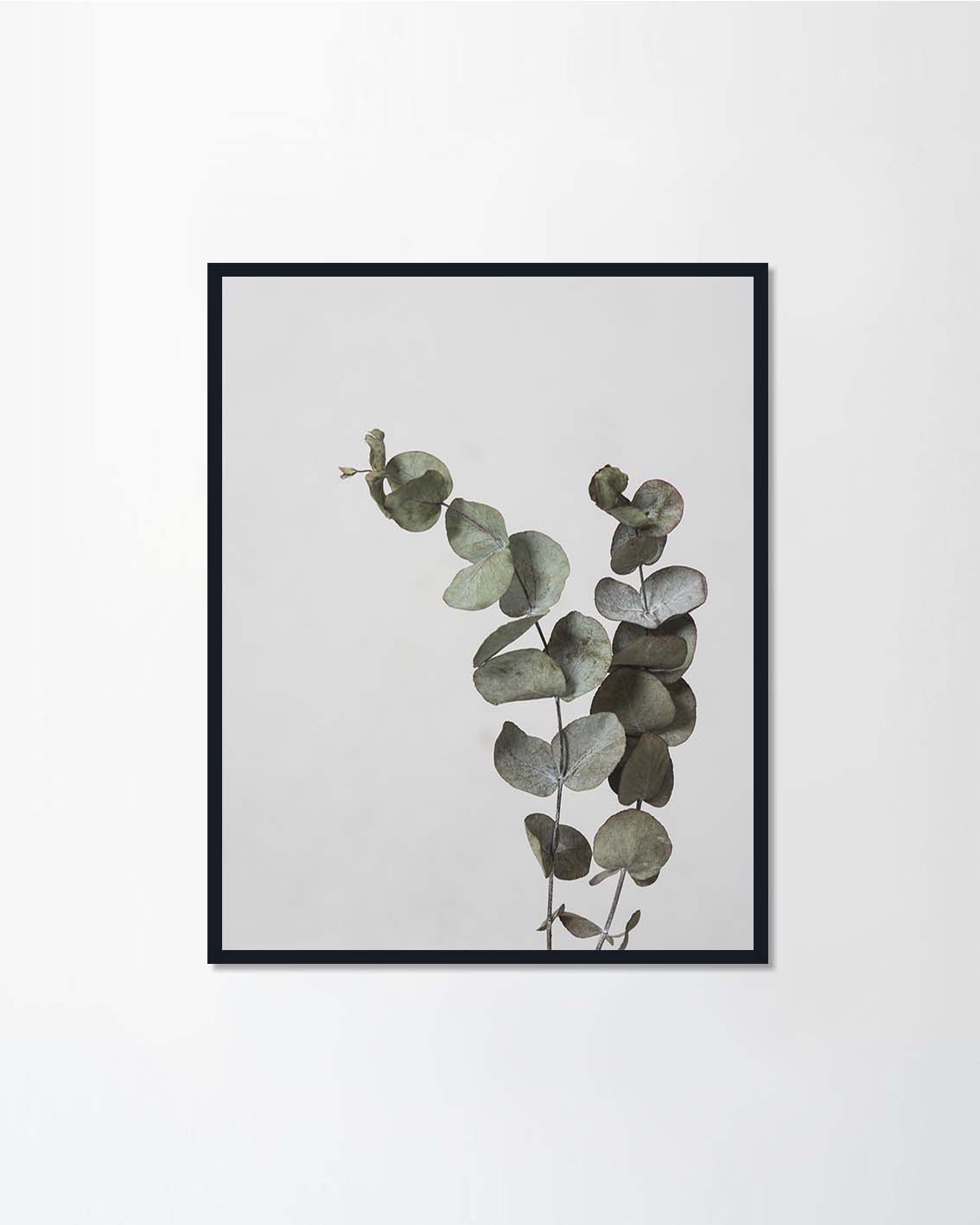 Eucalyptus Branch