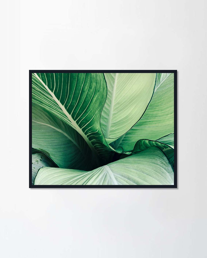 Tropical green leaves