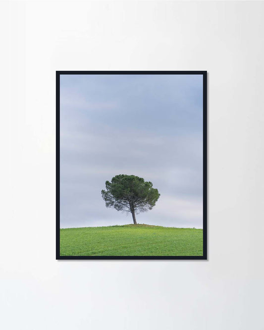 Tree on a hill