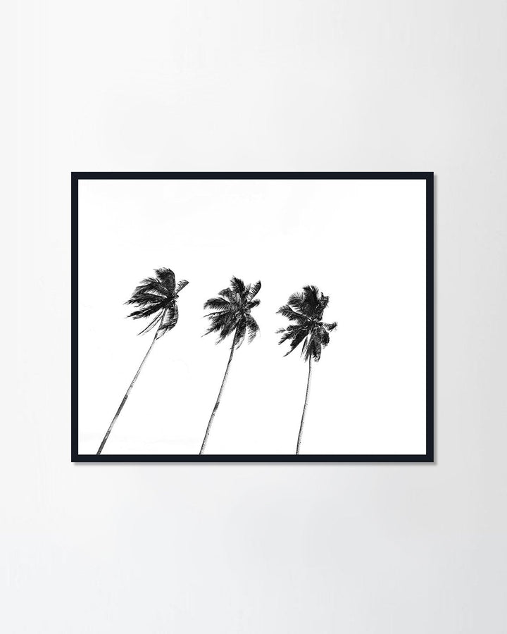 Coconut tree