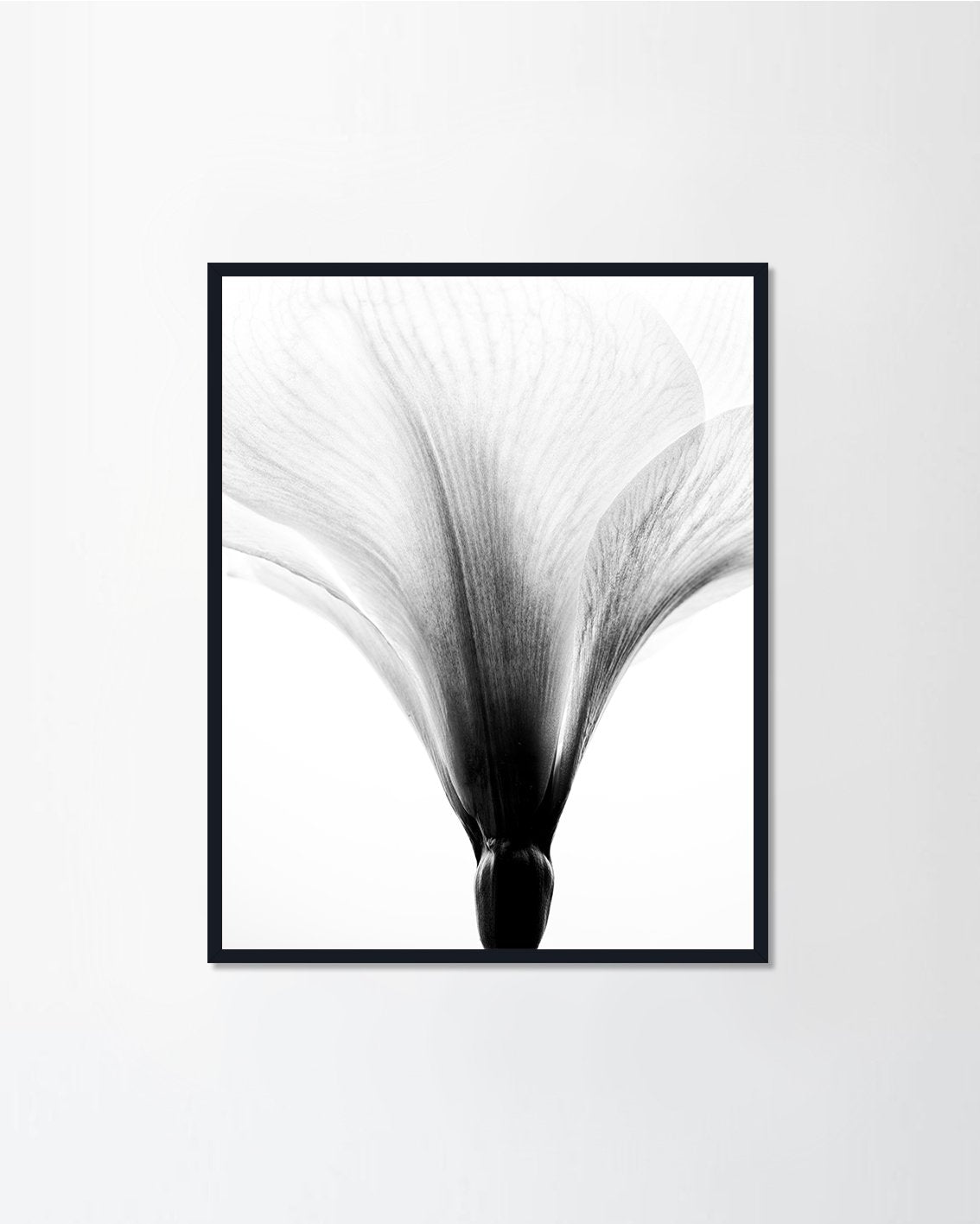 Amaryllis