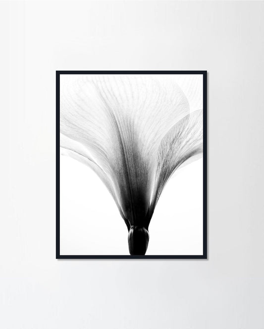 Amaryllis