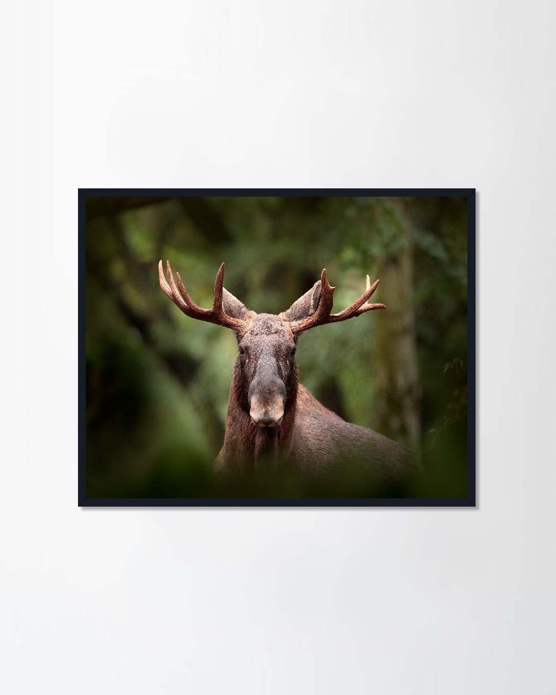 Beautiful animal in the nature habitat