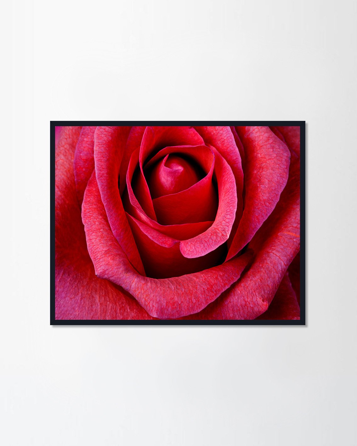 beautiful close up red rose