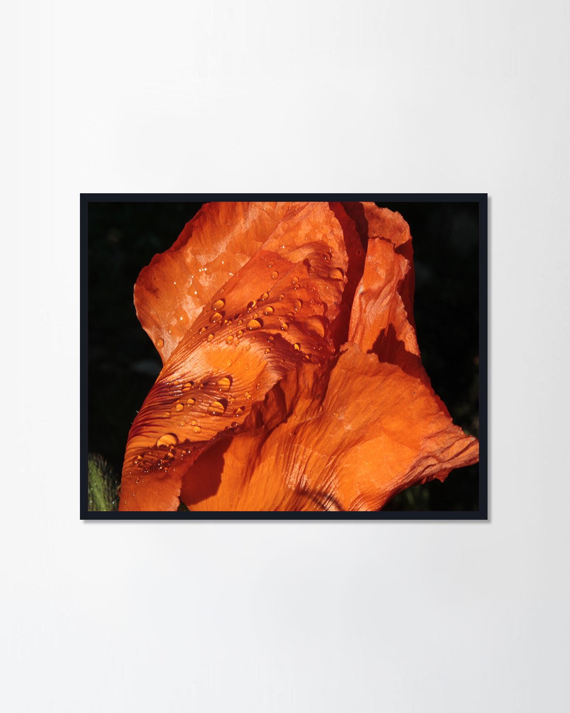 Poppy flower after rain.