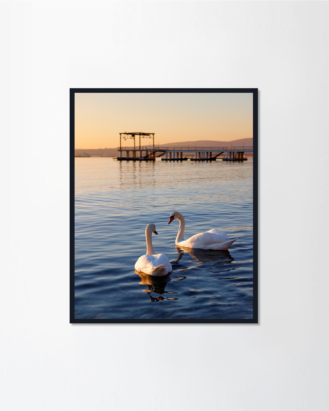 Couple of white swans