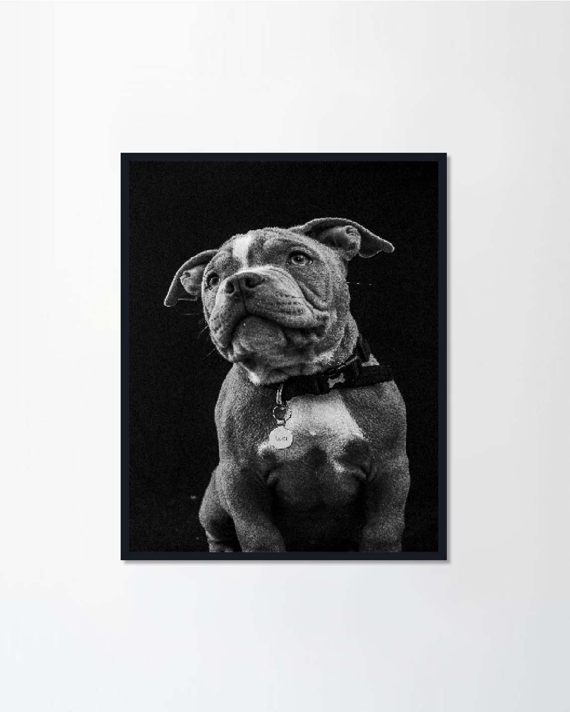 American pocket bull dog