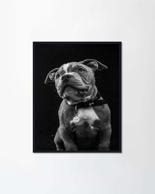 American pocket bull dog