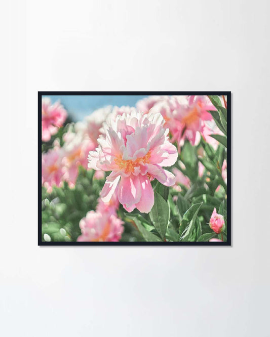 Beauty flower peonies flower
