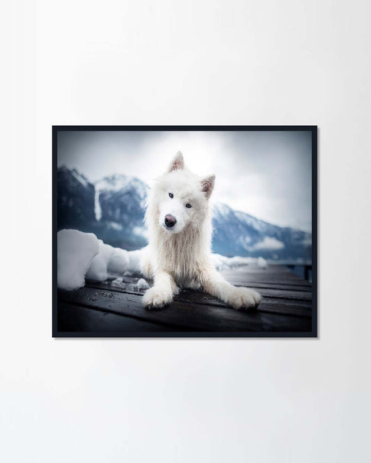 Samoyed in beautiful
