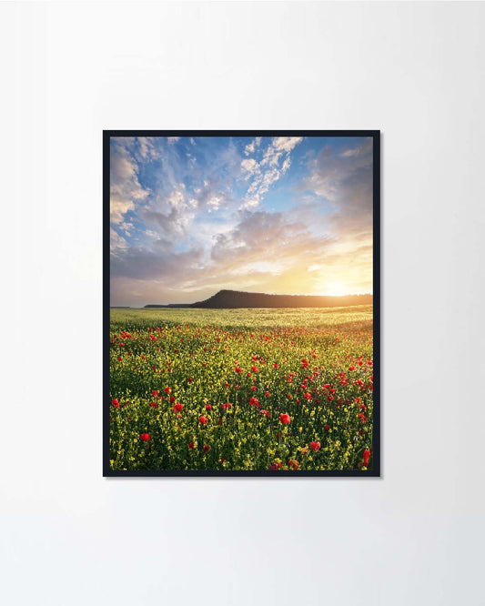 Spring flowers in meadow