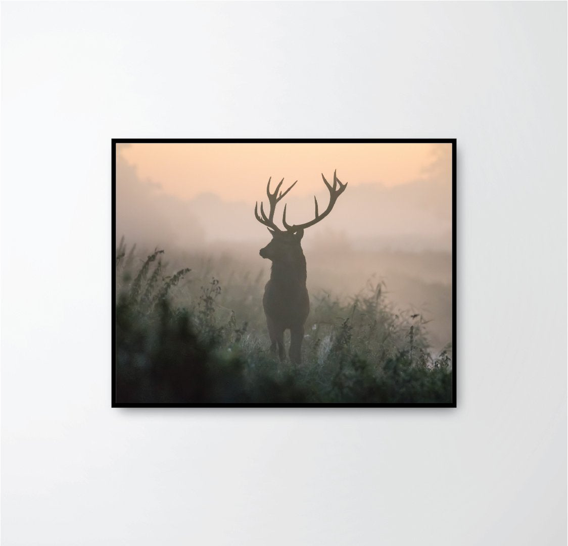 deer of the misty