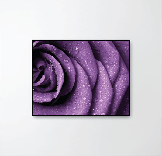 purple rose petals