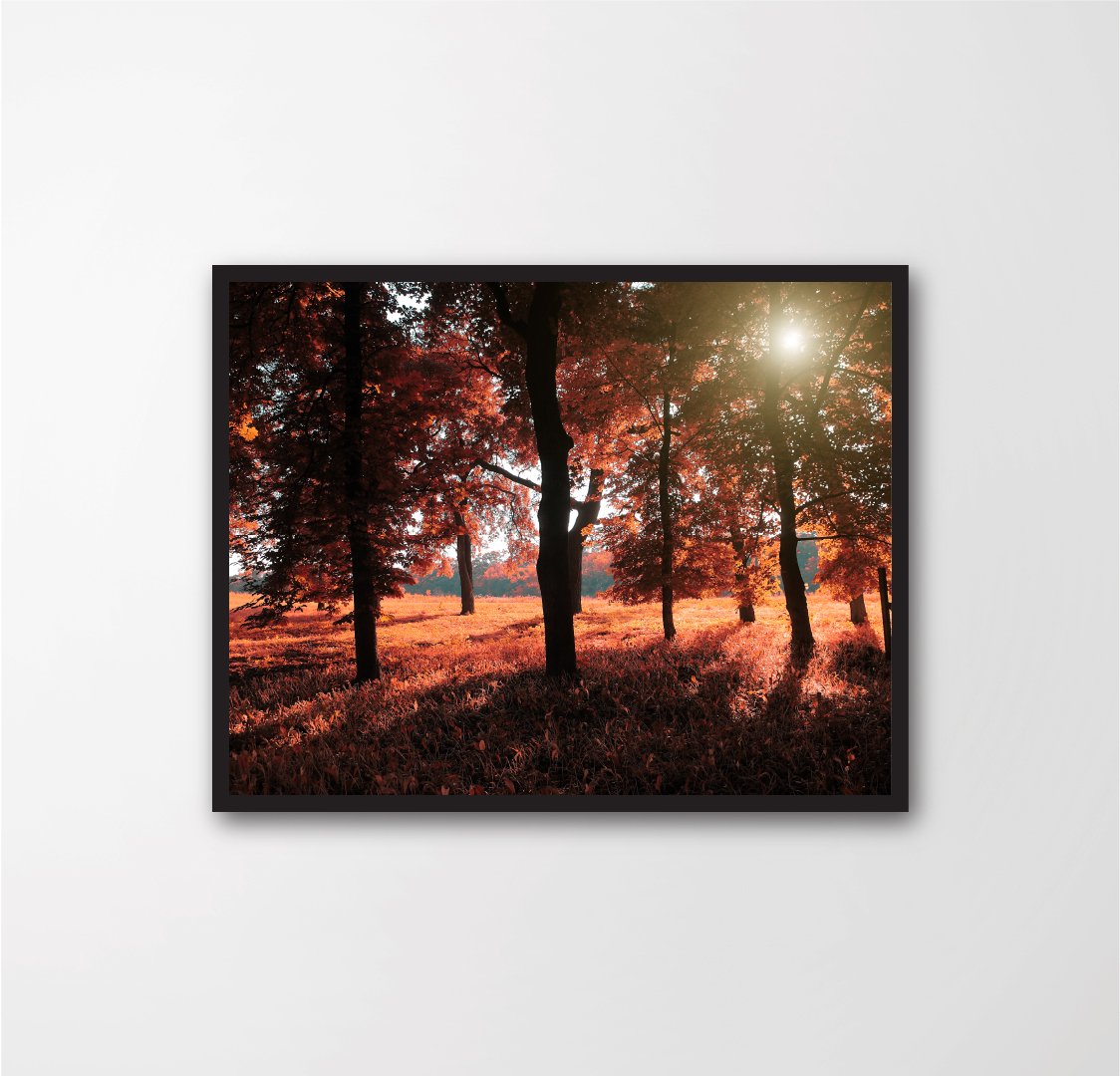 Autumn forest