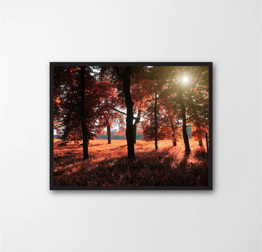 Autumn forest
