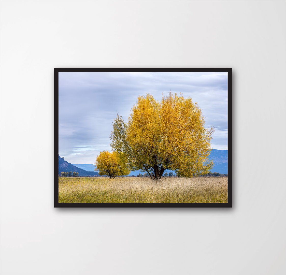 A tree in the foreground and one in the background