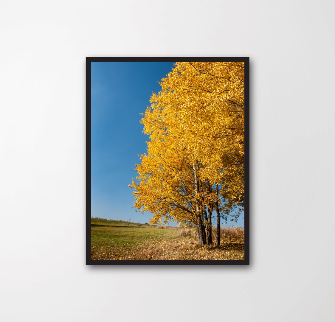 Bright yellow birch tree (Betula)