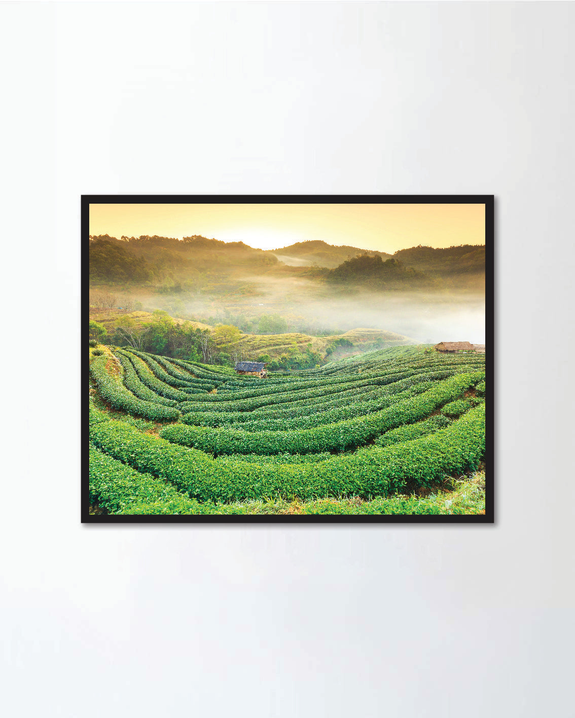 Sunrise and foggy mountain view of tea plantation