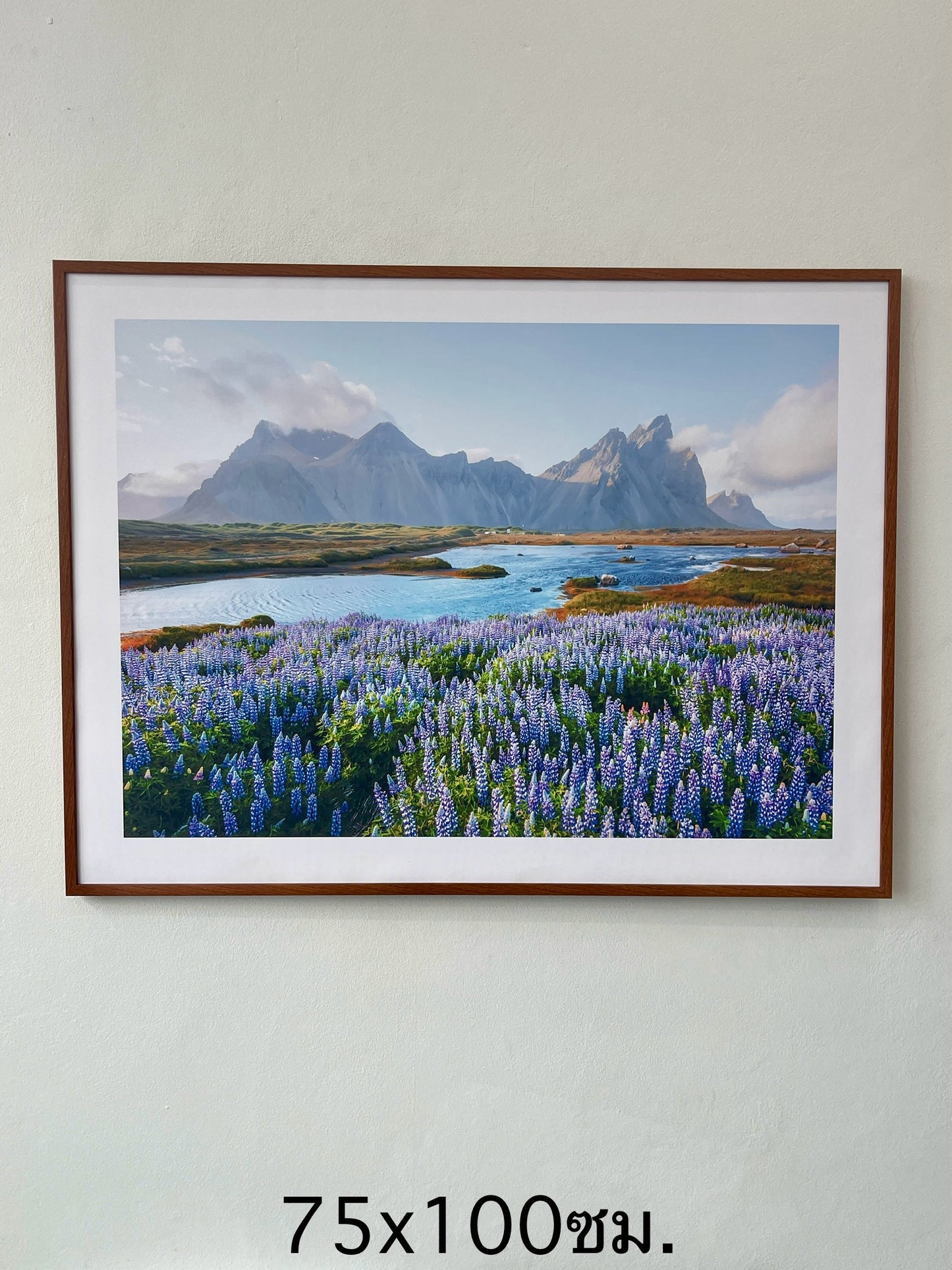 Blooming lupine flowers field