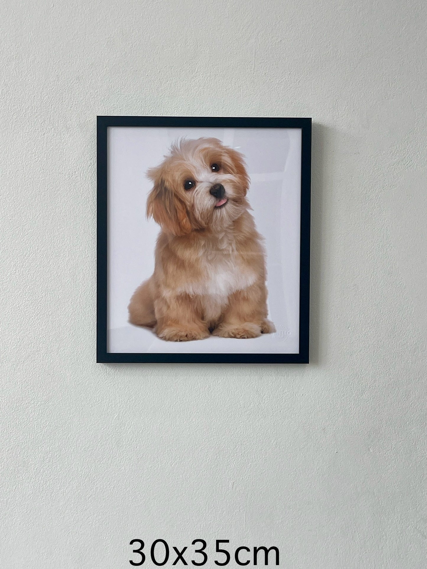 Beautiful happy reddish havanese