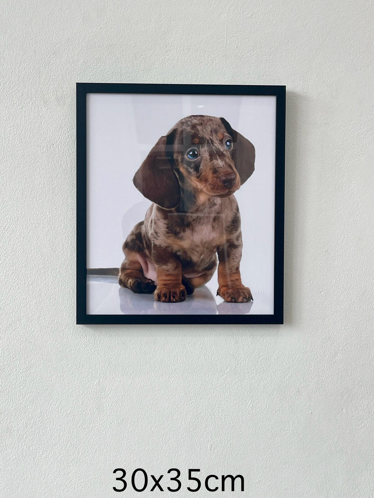 Little Dachshund puppy