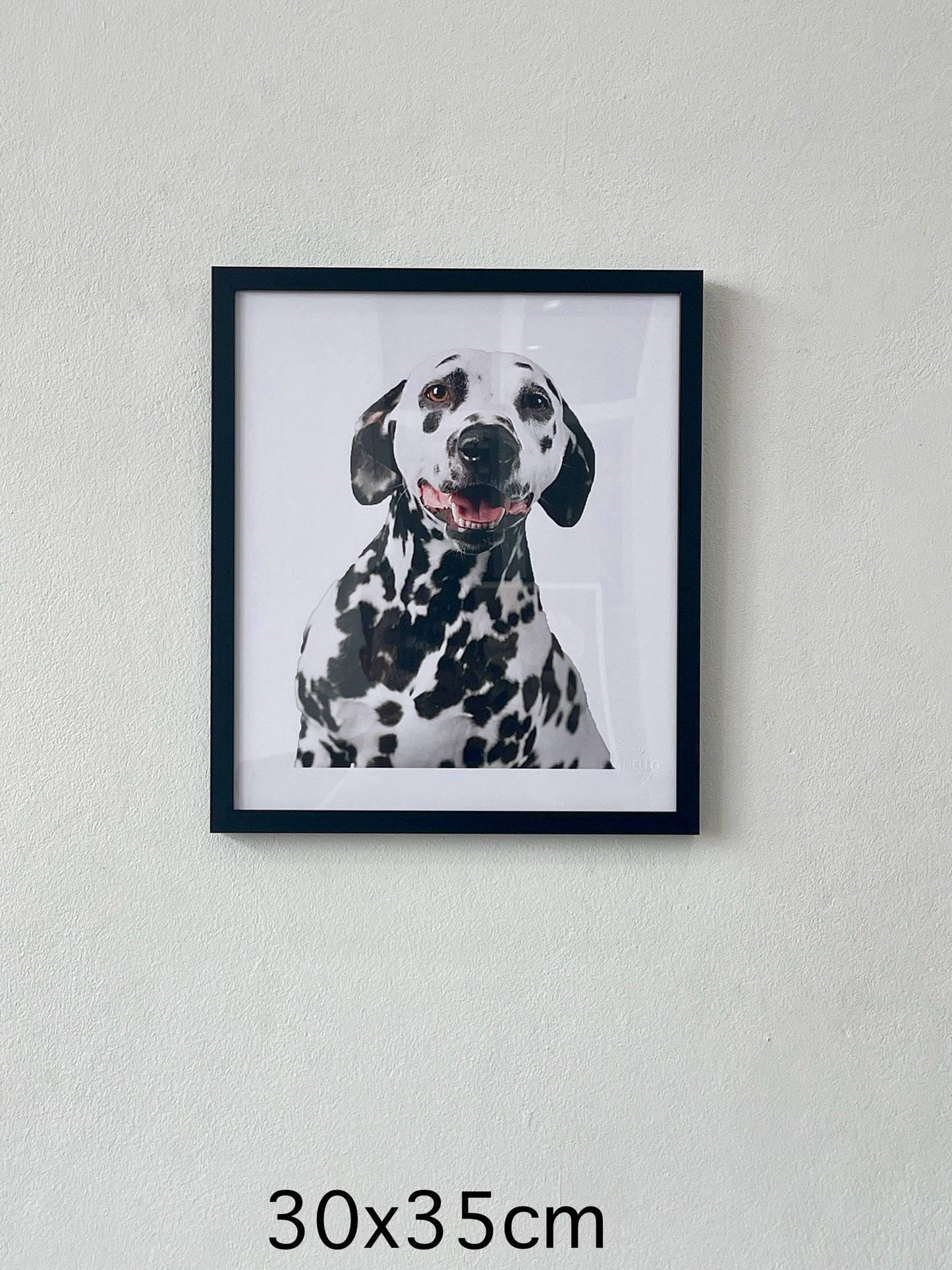 Beautiful Dalmation Dog