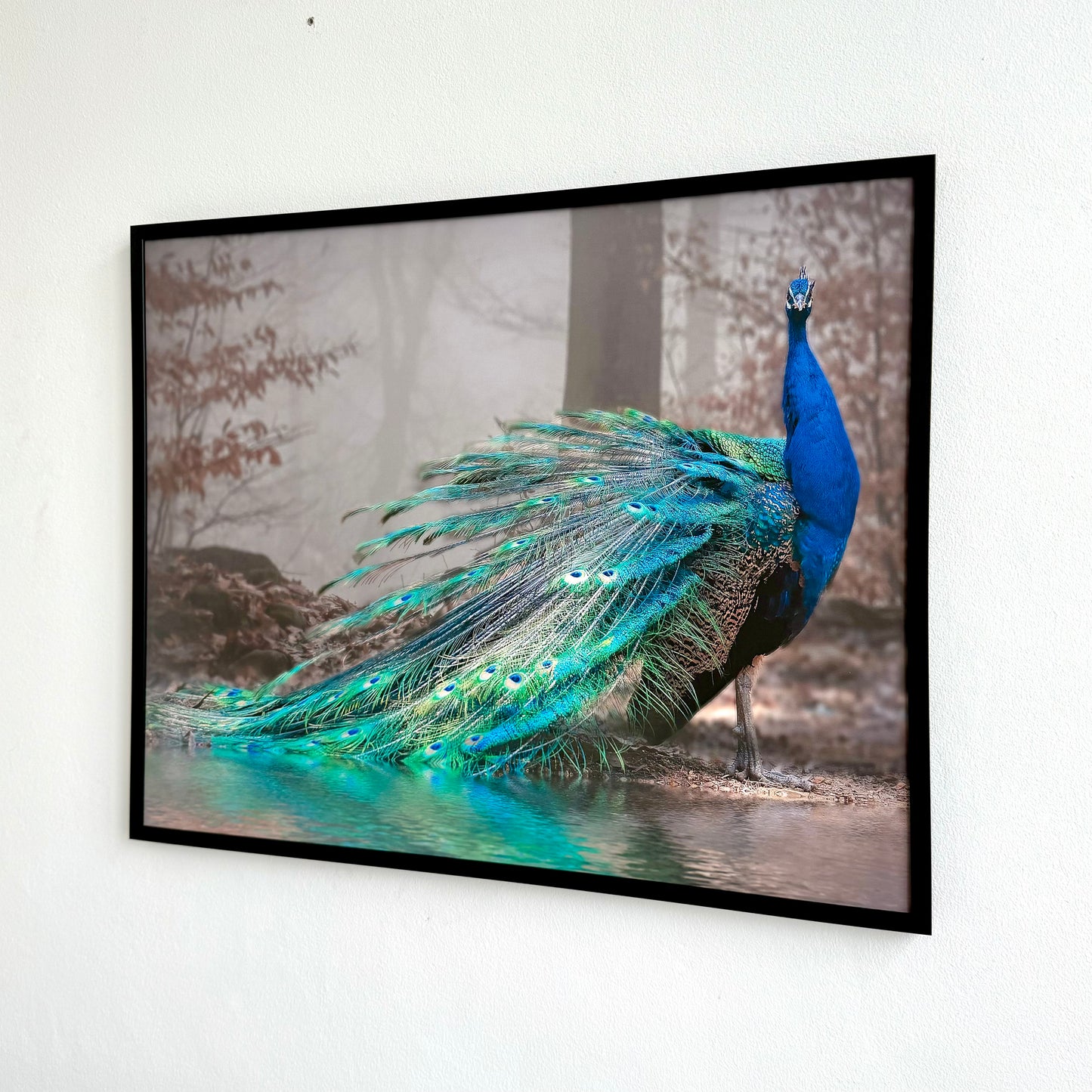 The elegant peacock