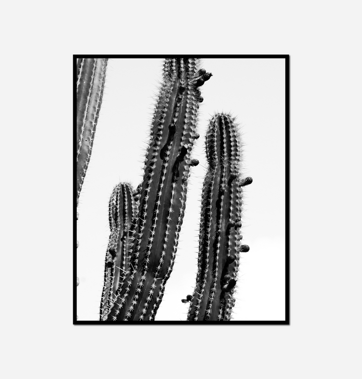 black white two cactus plants against white sky