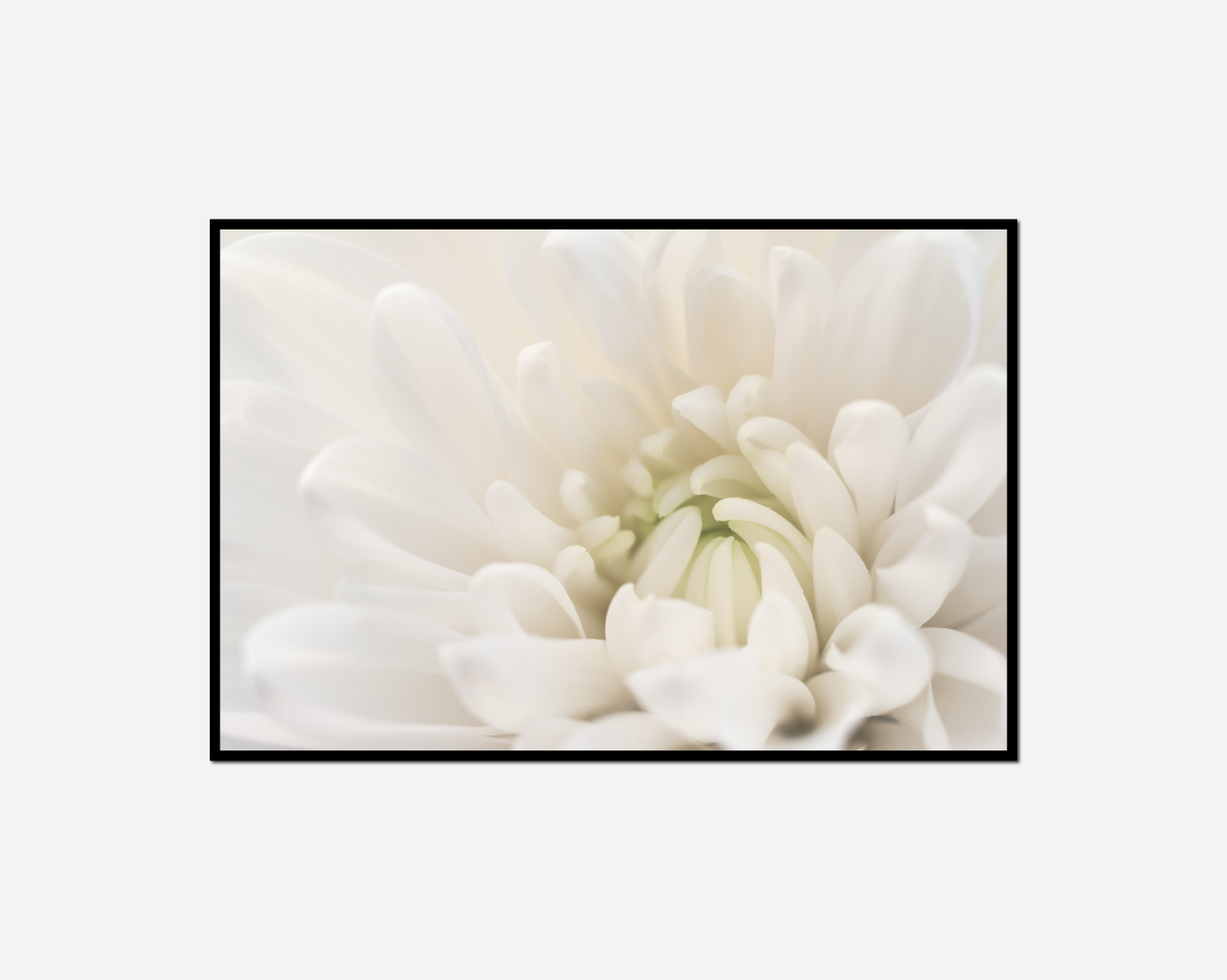 white flower black