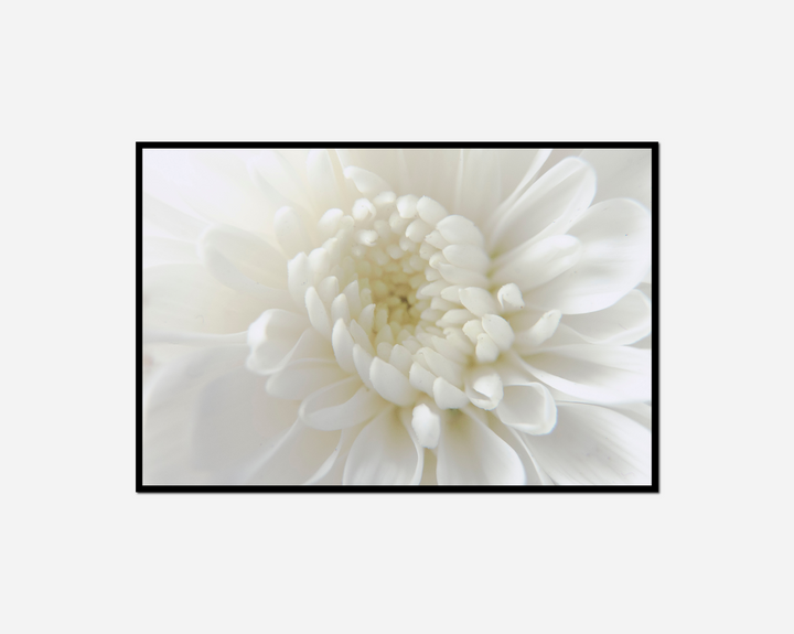 white flower black