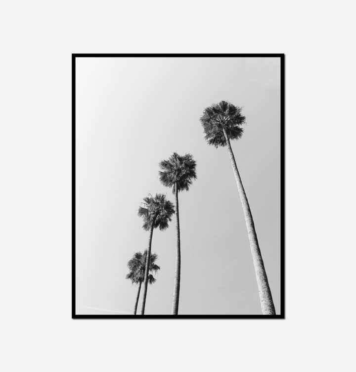 black white three palm trees against gray sky