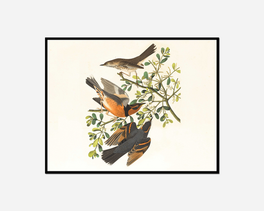 two birds sitting branch tree