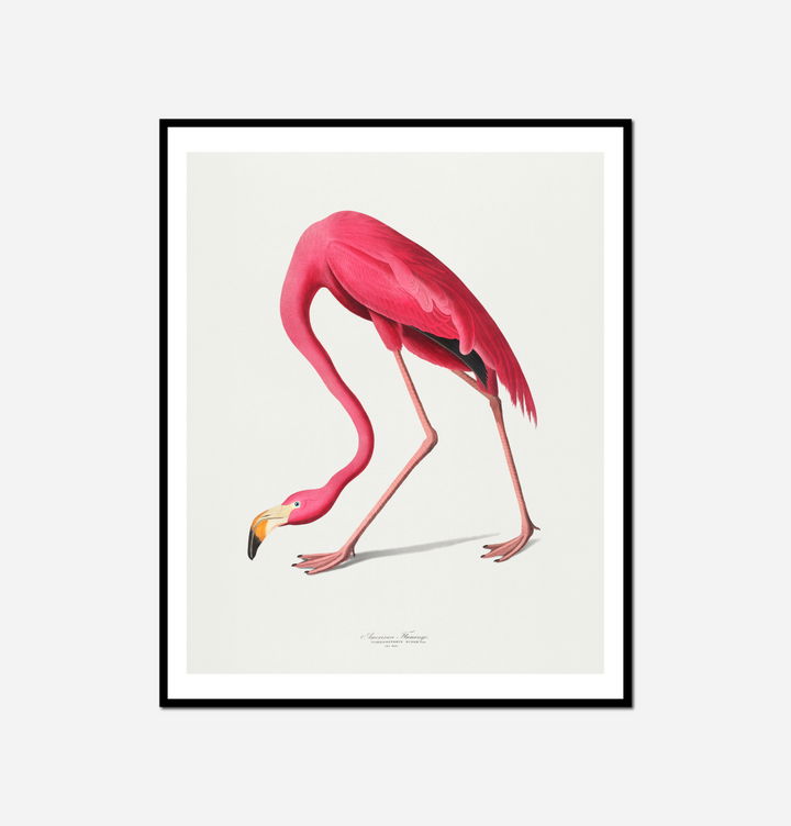 giraffe standing its hind legs its head down