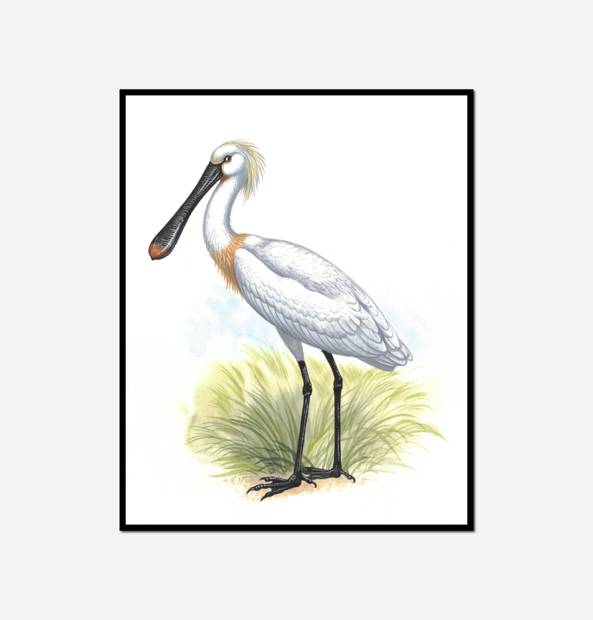 close bird long beak standing grass covered field