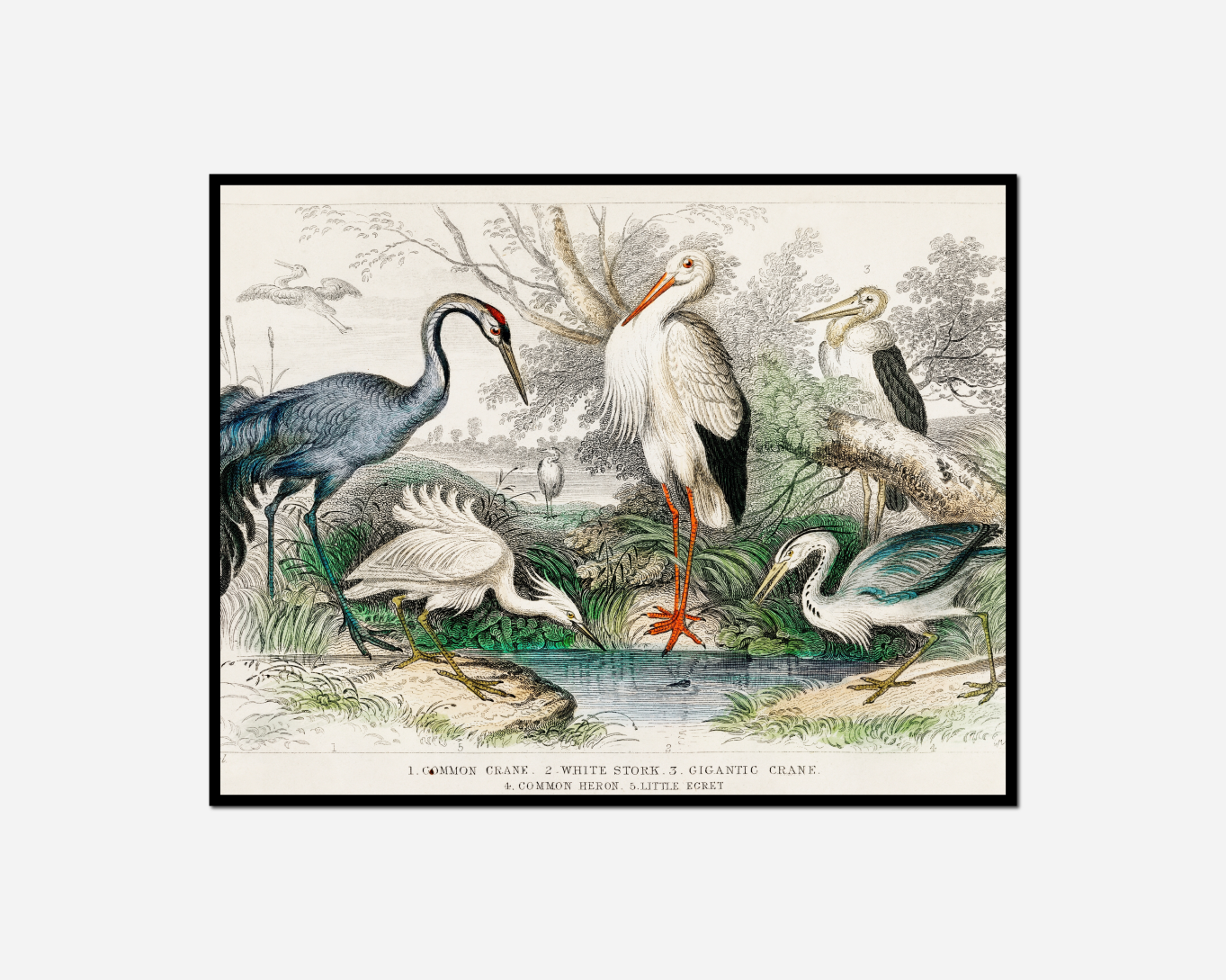 many birds standing water together