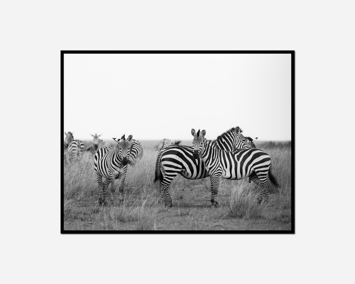 zebras standing field tall grass sky