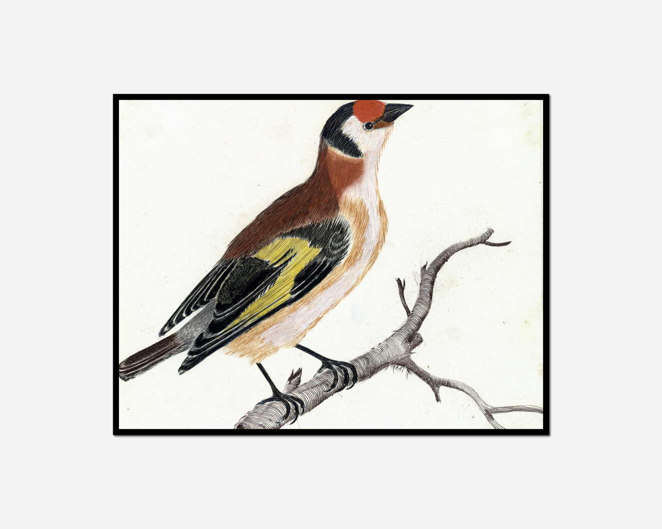 bird sitting branch tree