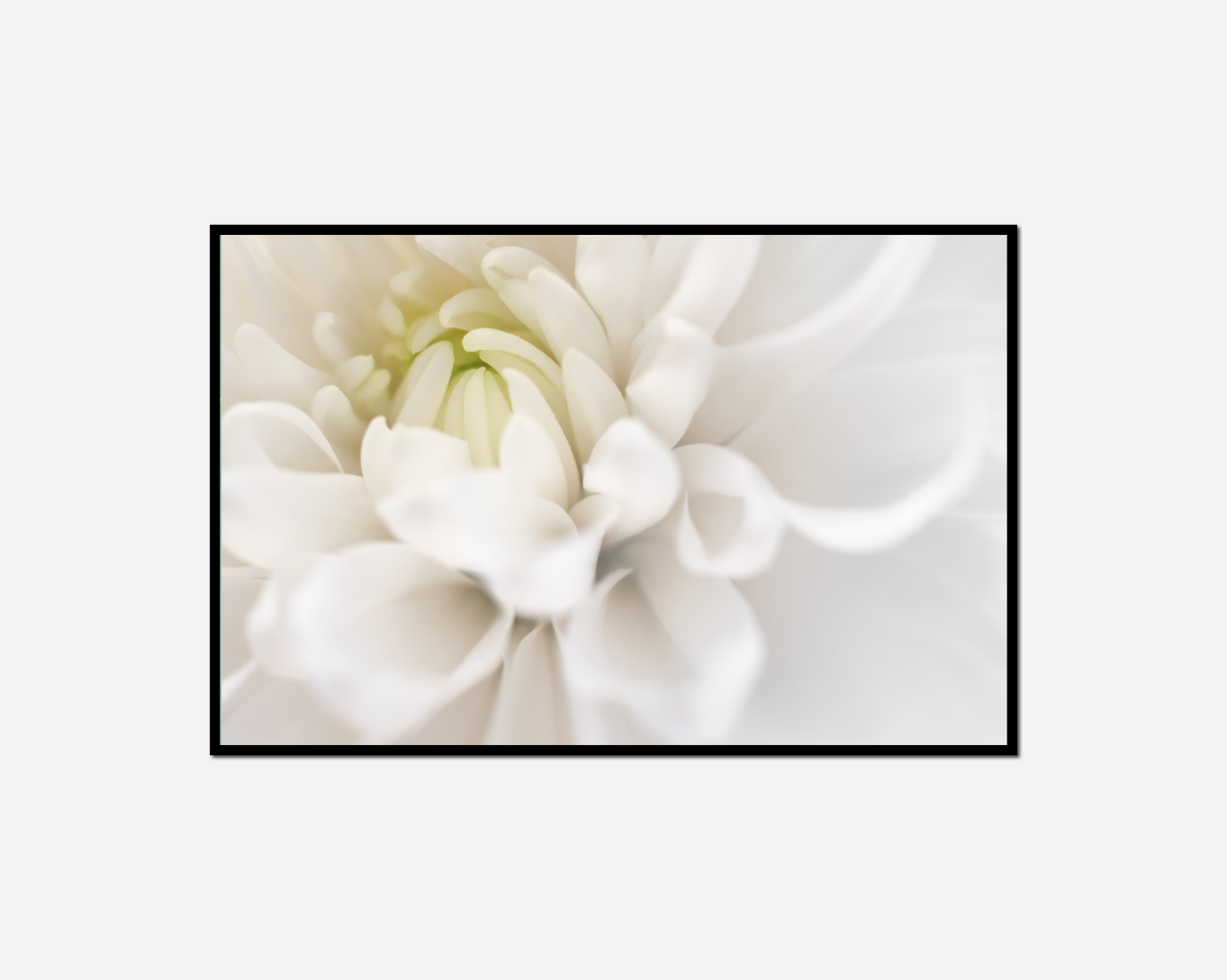 close giraffe wearing blue scarf