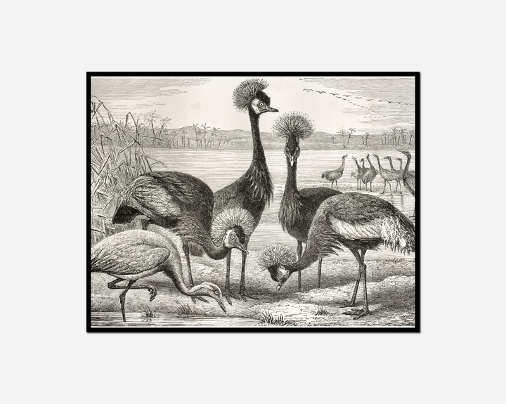 three birds standing field one bird eating