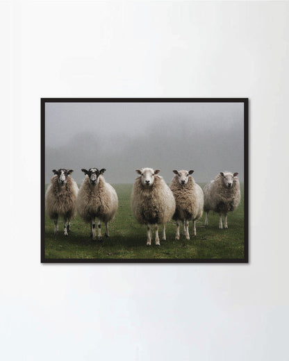 Five sheep in a field