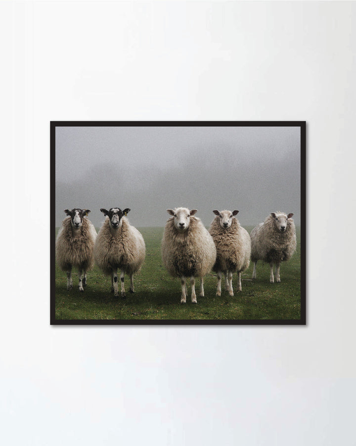 Five sheep in a field