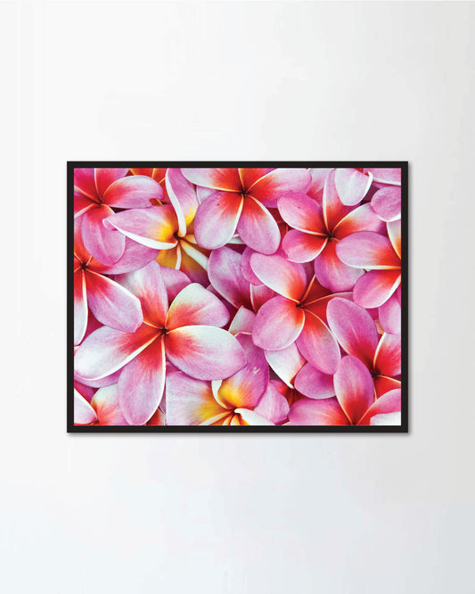 Frangipani flowers