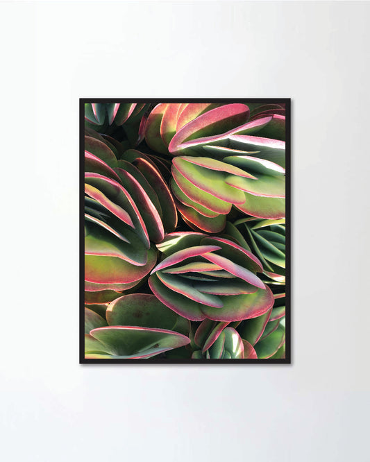 Succulent plant pattern