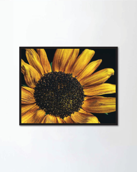 Close up sunflower plant