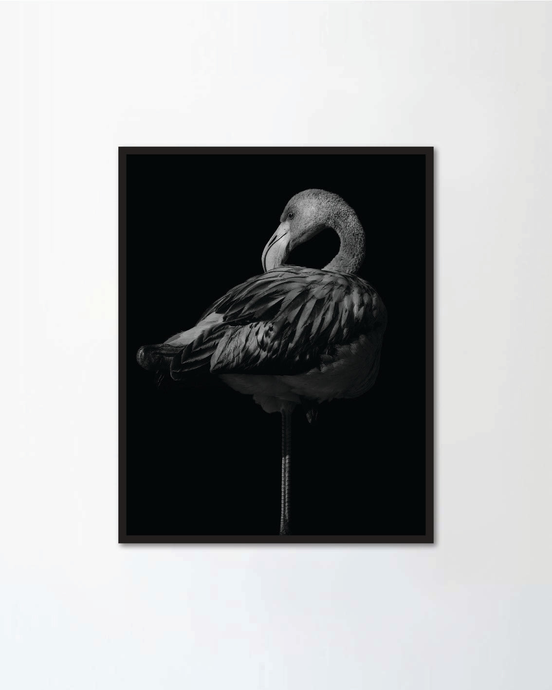 Black white portrait of a flamingo