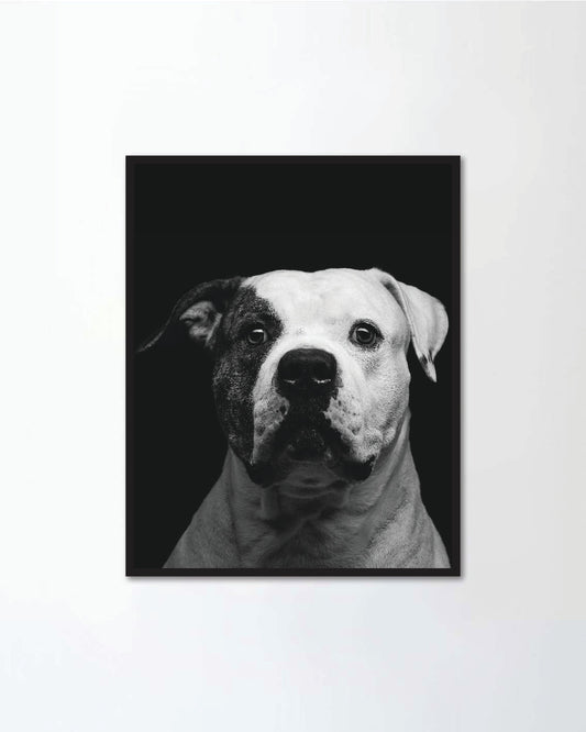 American bulldog over black